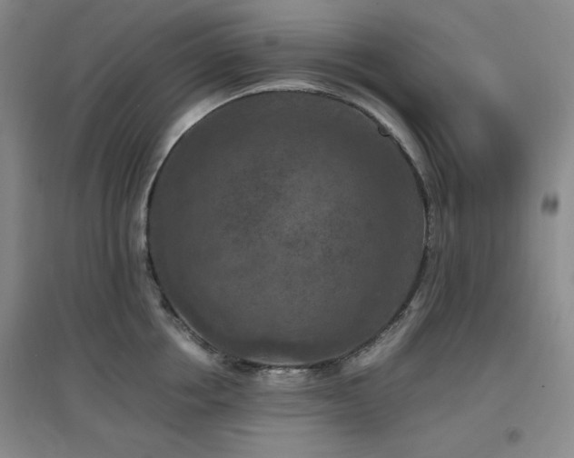 X0000097660858200802291425