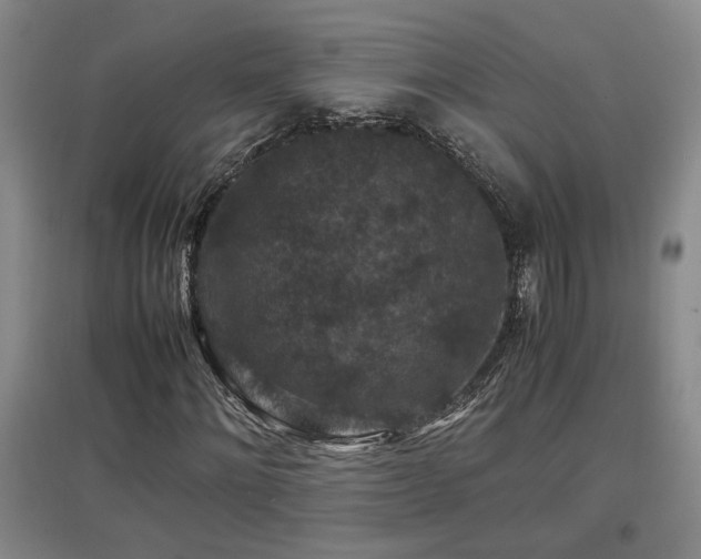 X0000097660868200802291424