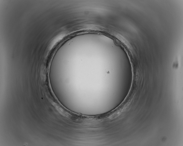 X0000097661067200802291421