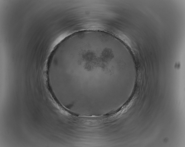 X0000097661071200802291421