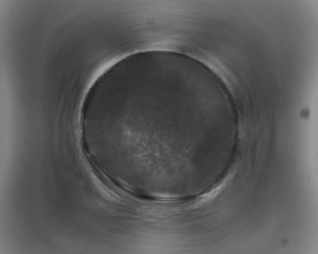 X0000097661077200802291421
