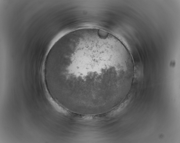 X0000097661098200802291420