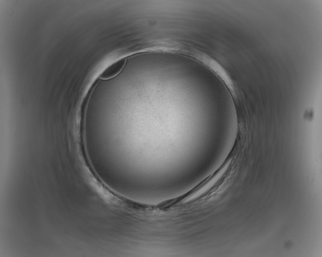 X0000097661099200802291420
