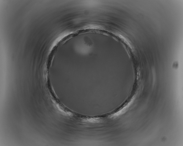 X0000097661117200802291420