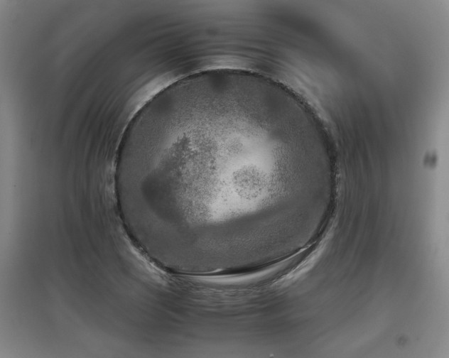X0000097661121200802291420