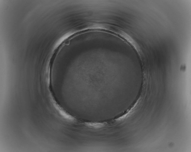 X0000097661127200802291420
