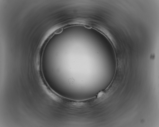 X0000097661131200802291420