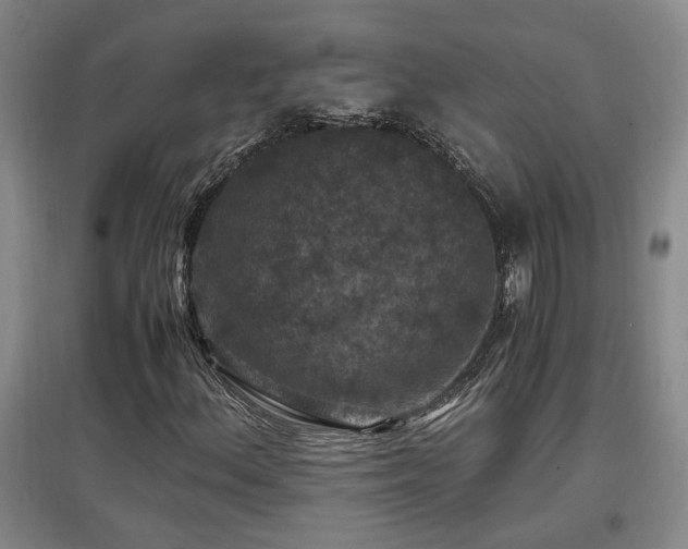 X0000097661156200802291419