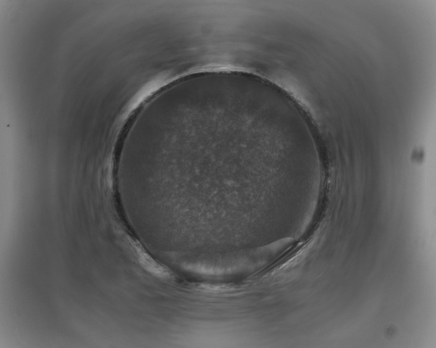 X0000097661173200802291419
