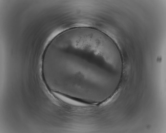X0000097661179200802291419