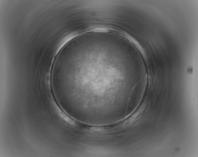 X0000097661194200802291419