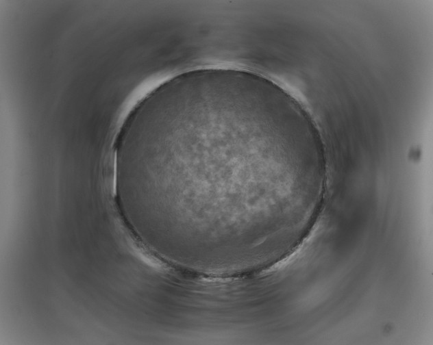 X0000097661223200802291418
