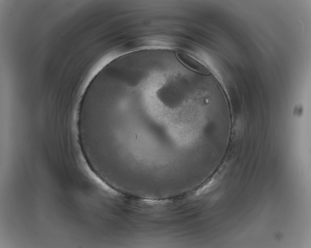 X0000097661243200802291418