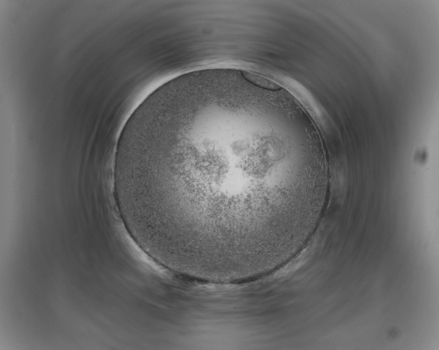 X0000097661244200802291418