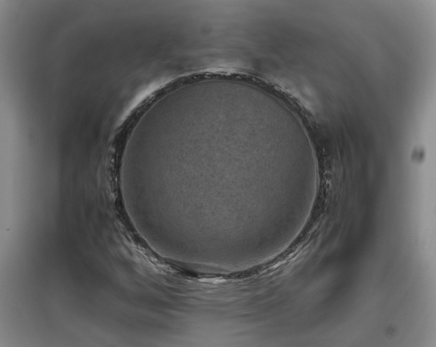 X0000097661256200802291417
