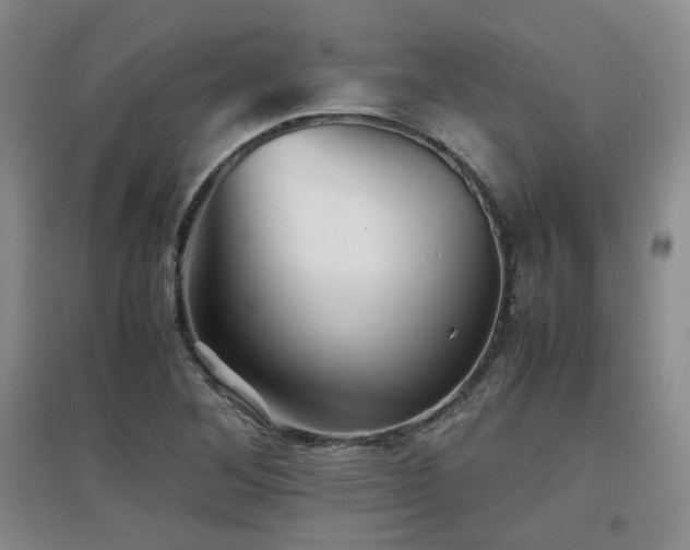 X0000097661268200802291417