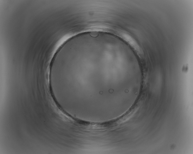X0000097661275200802291417
