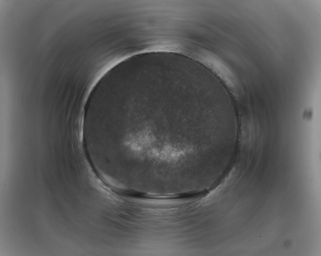 X0000097661276200802291417