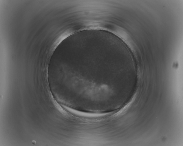 X0000097661289200802291417