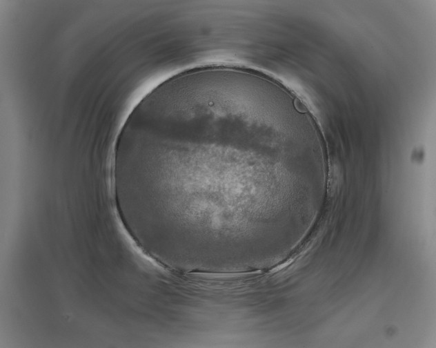X0000097661295200802291417