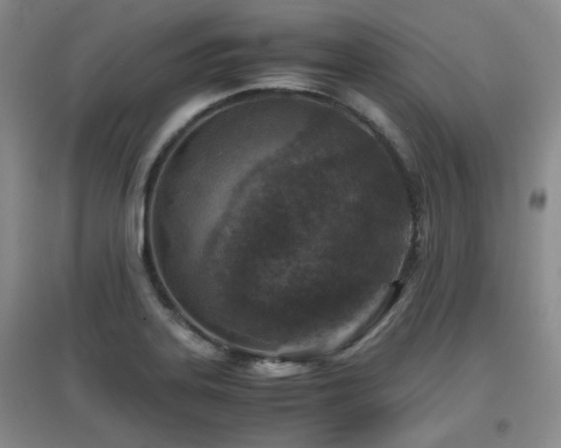 X0000097661323200802291417