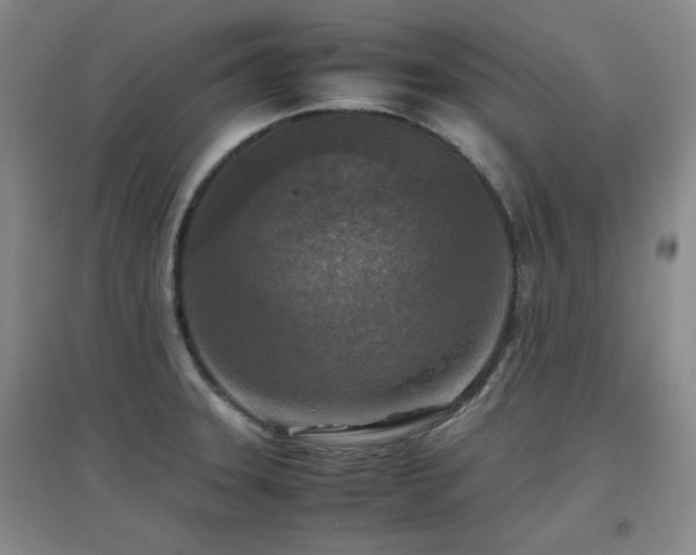 X0000097661331200802291417