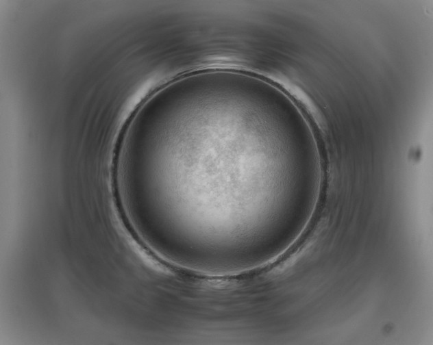 X0000097661333200802291417