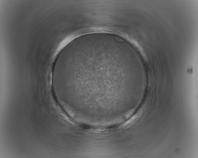 X0000097661365200802291416
