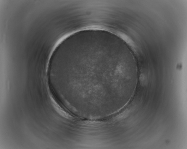 X0000097661372200802291416