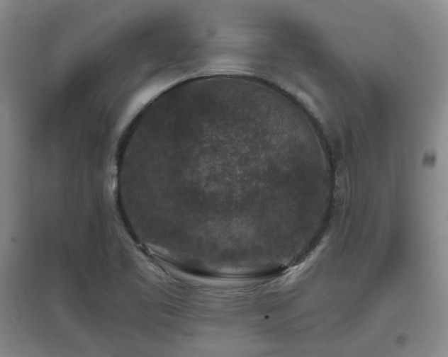X0000097661461200802291414