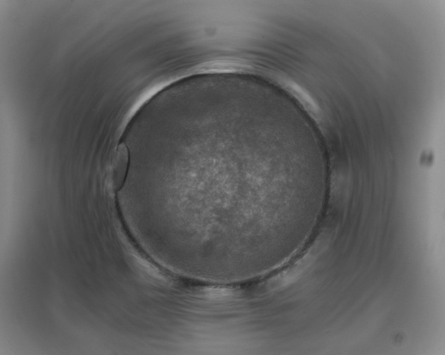 X0000097661465200802291414