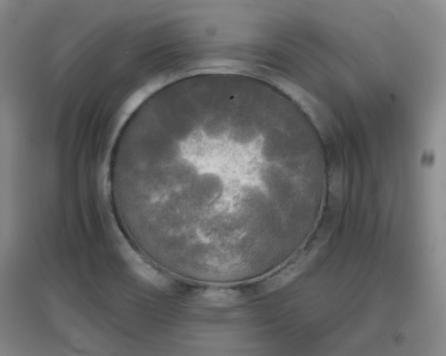 X0000097661466200802291414