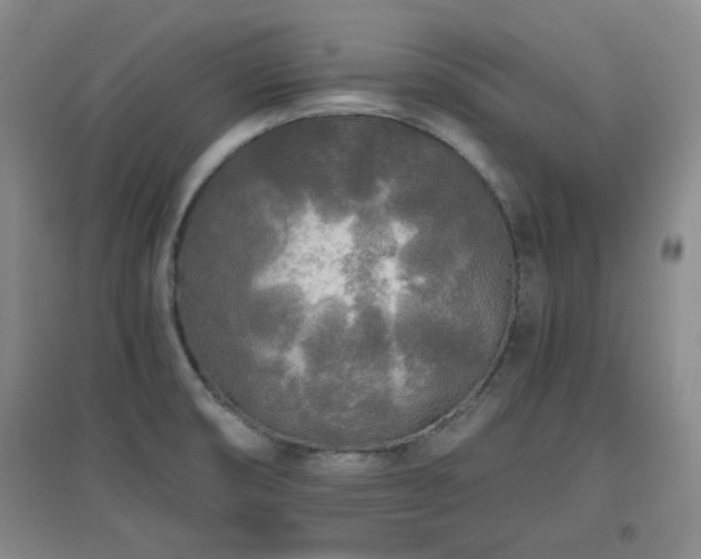 X0000097661474200802291414