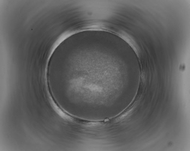 X0000097661482200802291414