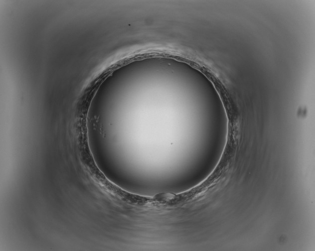 X0000097661496200802291413