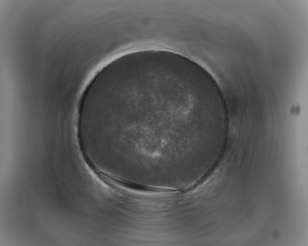 X0000097661508200802291414