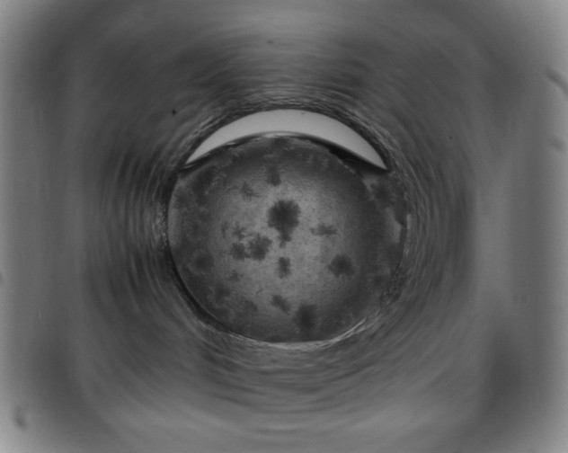 X0000097660048200803071542