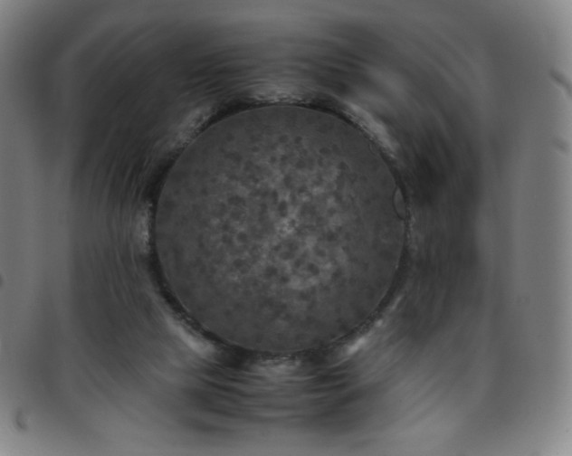 X0000097660065200803071542