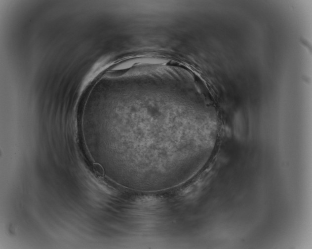 X0000097660198200803071540