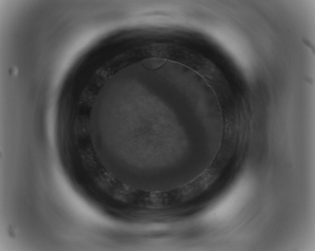 X0000097660383200803071538
