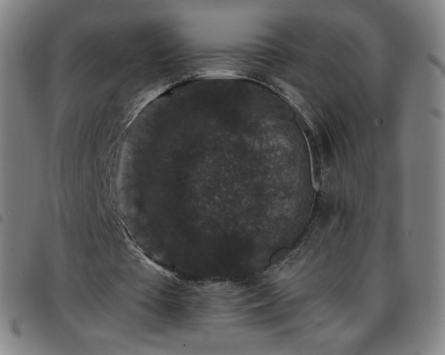 X0000097660385200803071537