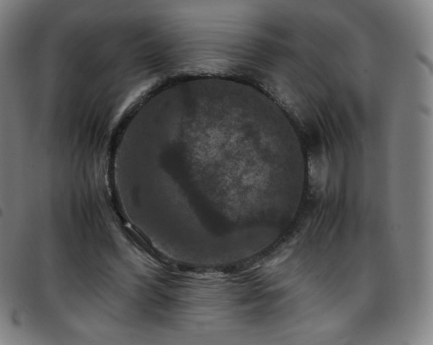 X0000097660396200803071537