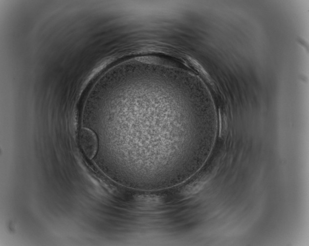 X0000097660435200803071536