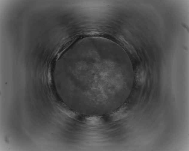 X0000097660516200803071535