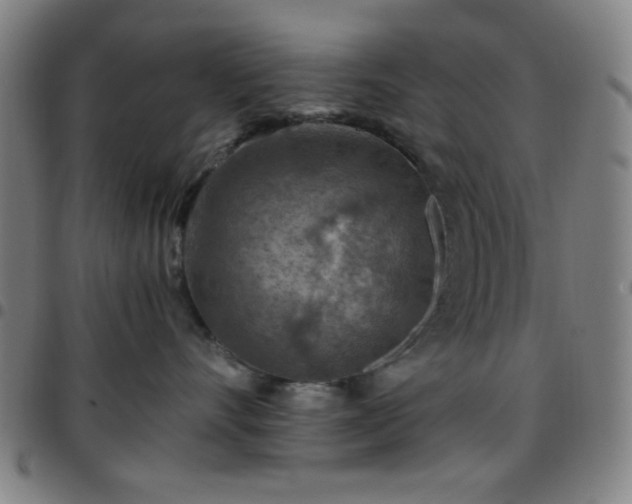X0000097660528200803071535