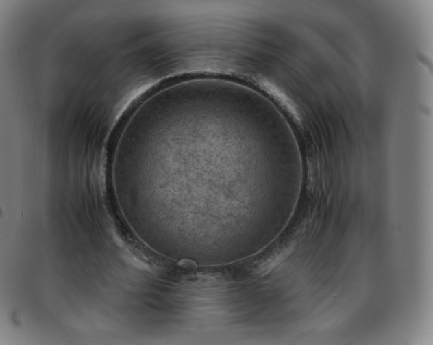 X0000097660580200803071534