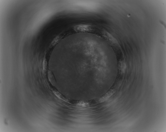 X0000097660760200803071532