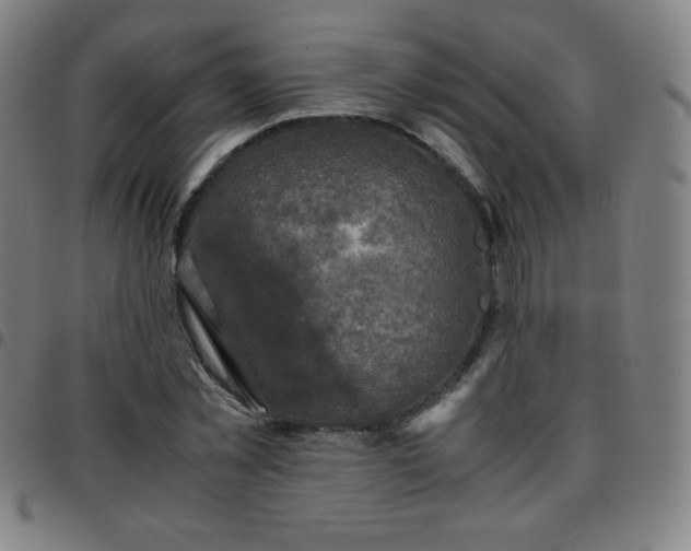 X0000097660781200803071531