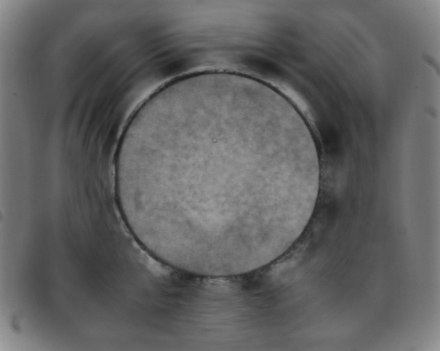 X0000097660807200803071531