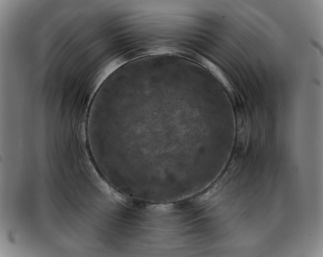 X0000097660810200803071530